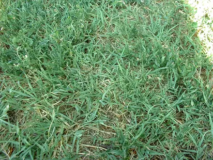 Bermudagrass - Class 3