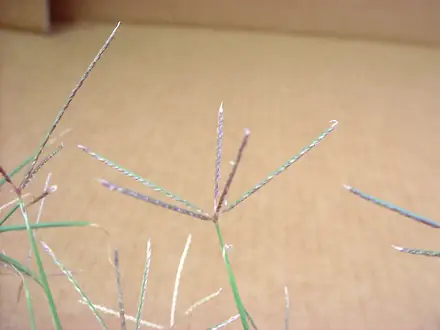 View photo 3 of Bermudagrass