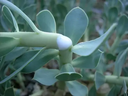 View photo 3 of Myrtle Spurge