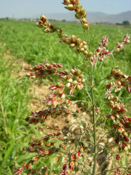 Perennial Sorghum Species - Class 3