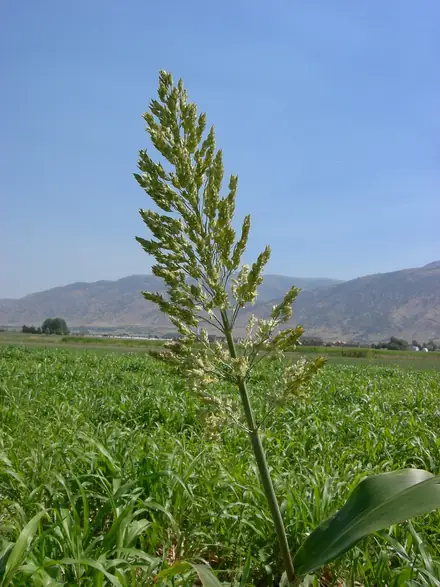 View photo 2 of Perennial Sorghum Species