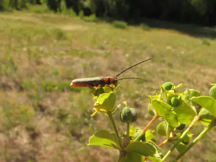 Oberea erythrocephala - Biocontrol