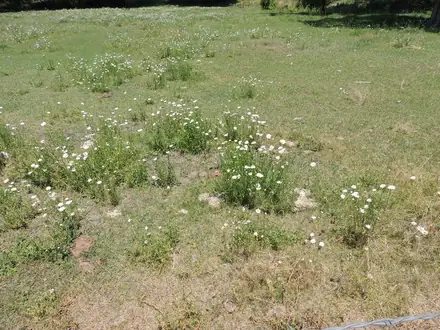View photo 2 of Oxeye Daisy