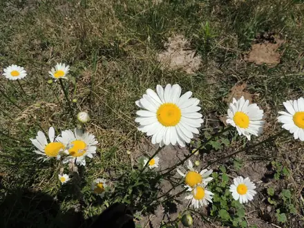Oxeye Daisy - 1B