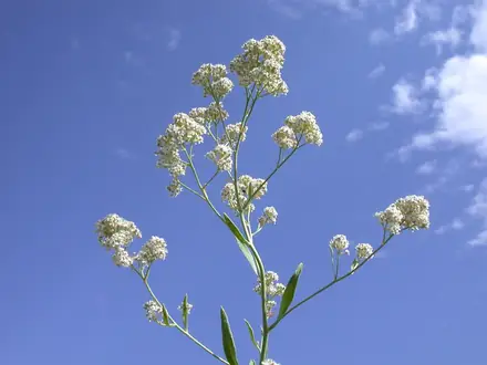 Perennial Pepperweed - Class 3