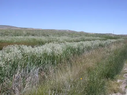 View photo 2 of Perennial Pepperweed