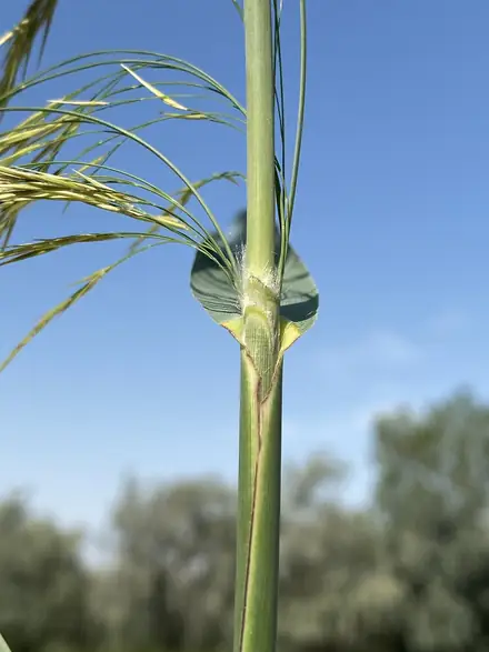 View photo 2 of Phragmites