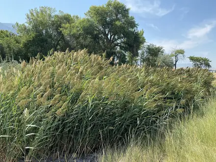 View photo 3 of Phragmites