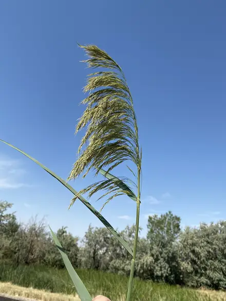 Phragmites - Class 3