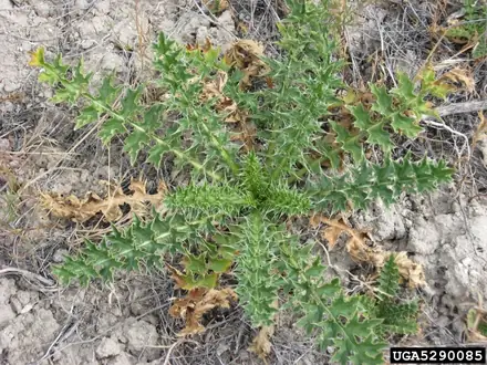 View photo 2 of Plumeless Thistle