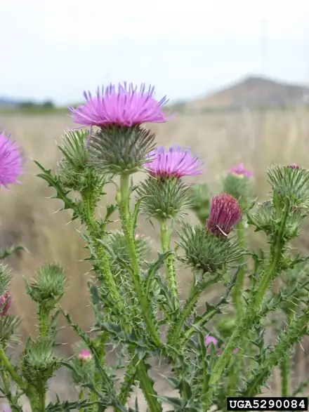 Plumeless Thistle - 1A