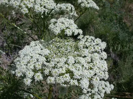 Poison Hemlock - Class 3