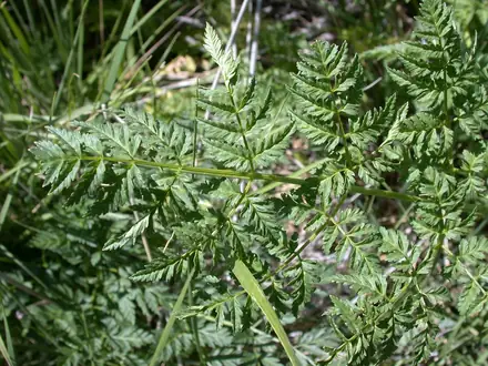 View photo 2 of Poison Hemlock