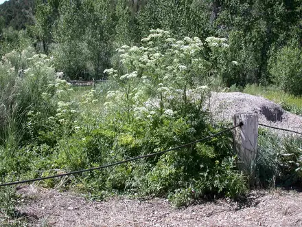 View photo 3 of Poison Hemlock
