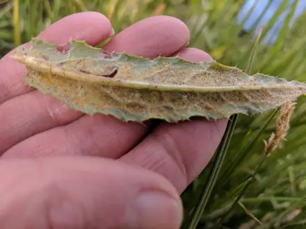 View photo 3 of Puccinia punctiformis
