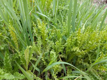 Puccinia punctiformis - Biocontrol