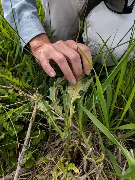 Jaapiella invannikovi - Biocontrol