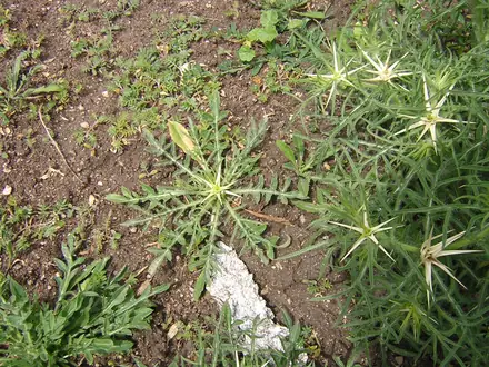 View photo 3 of Purple Starthistle