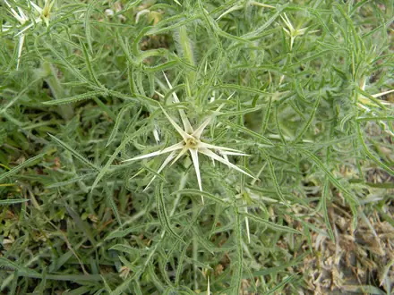 View photo 2 of Purple Starthistle