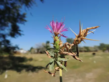 Purple Starthistle - 1B