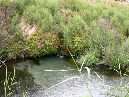 View photo 3 of Purple Loosestrife
