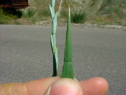 Quackgrass - Class 3