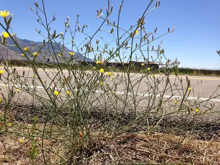 Rush Skeletonweed - Class 2