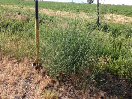 View photo 2 of Rush Skeletonweed