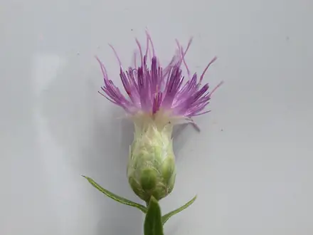 Russian Knapweed - Class 3