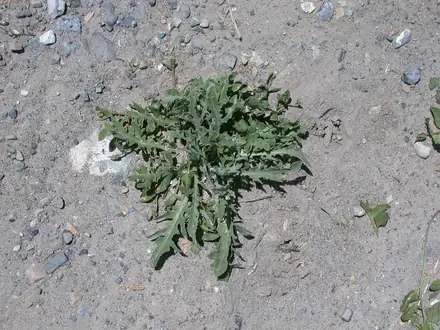 View photo 2 of Russian Knapweed