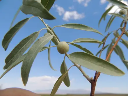 Russian Olive - Class 4