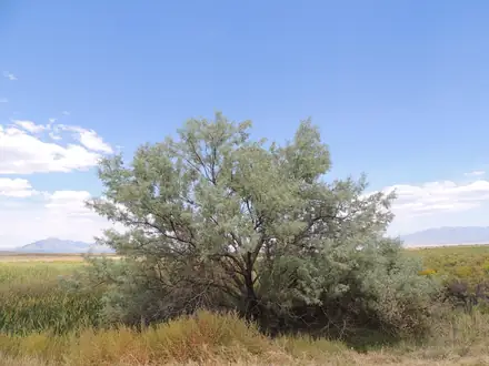 View photo 2 of Russian Olive