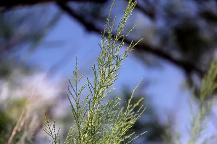 View photo 3 of Saltcedar