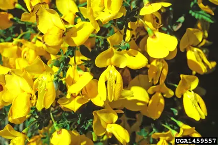 Scotch Broom - Class 4
