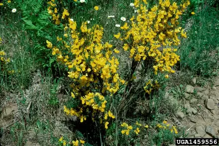 View photo 2 of Scotch Broom