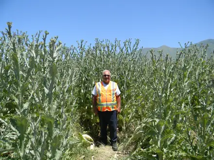 View photo 4 of Scotch Thistle