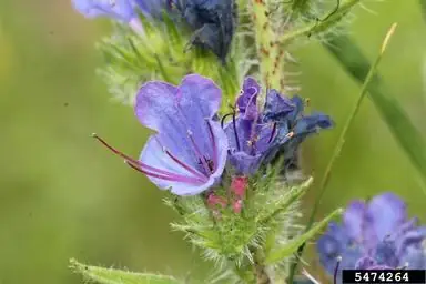 Small Bugloss - 1A