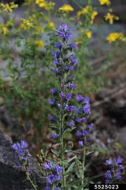 View photo 2 of Small Bugloss