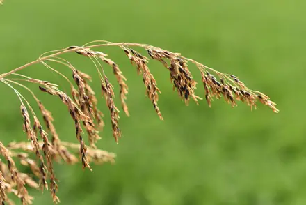 View photo 3 of Perennial Sorghum Species