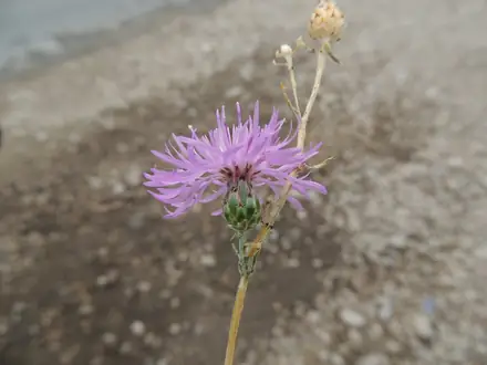 Spotted Knapweed - Class 2