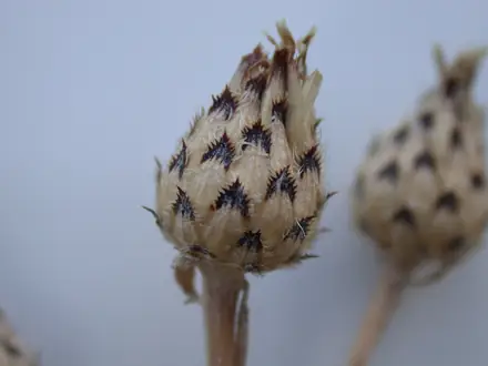 View photo 3 of Spotted Knapweed