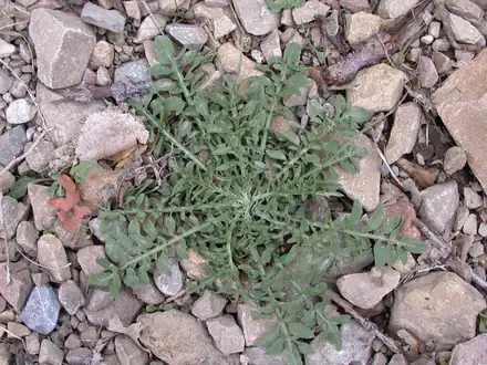 View photo 2 of Spotted Knapweed