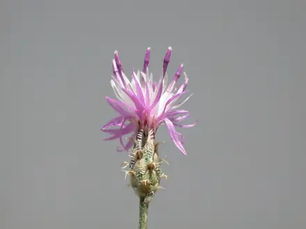 View photo 2 of Squarrose Knapweed