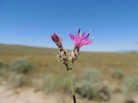 View photo 3 of Squarrose Knapweed