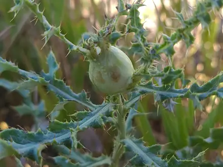 Urophora cardui - Biocontrol