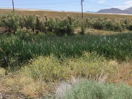View photo 3 of Yellow Starthistle