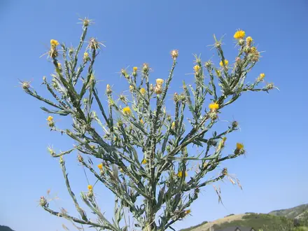 View photo 2 of Yellow Starthistle
