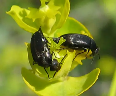 Aphthona czwalinae - Biocontrol