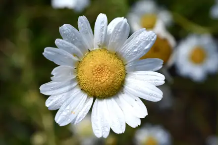View photo 3 of Oxeye Daisy