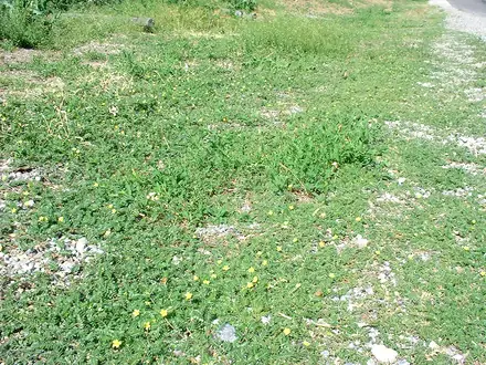 Puncturevine - Class 3